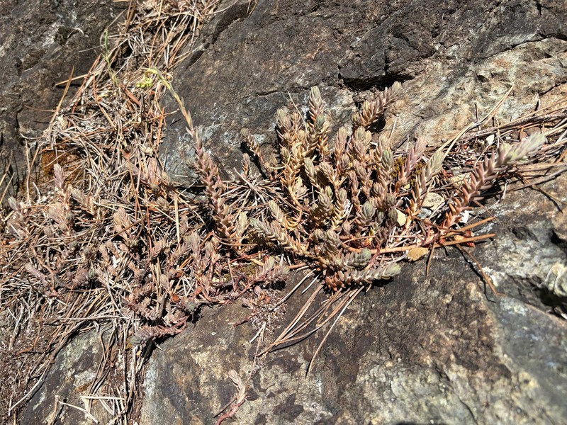 Petrosedum monteferraticum photo 7