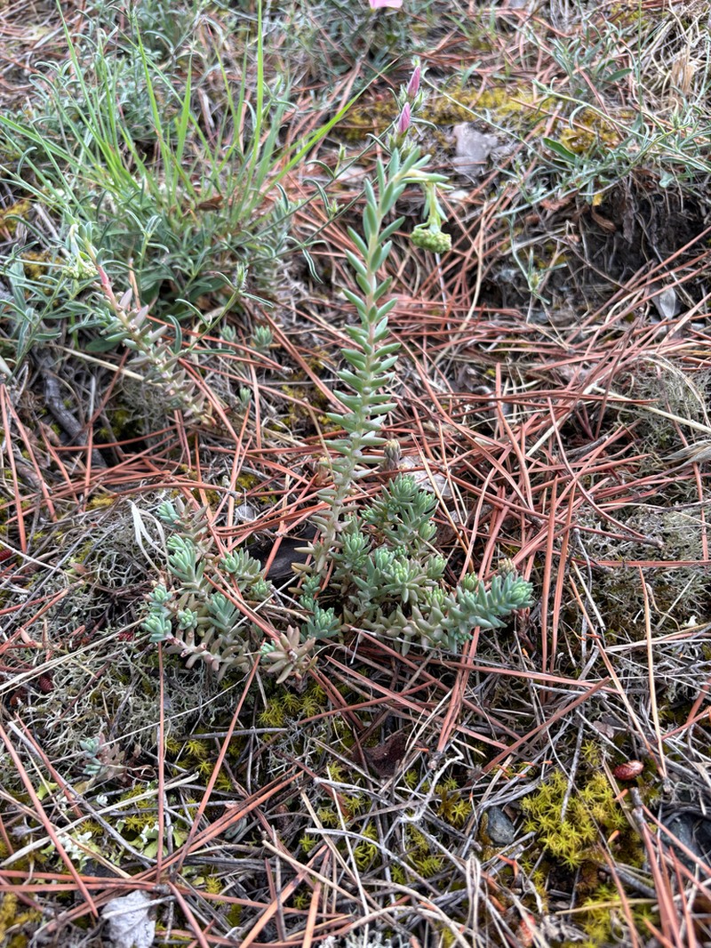 Petrosedum monteferraticum photo 8