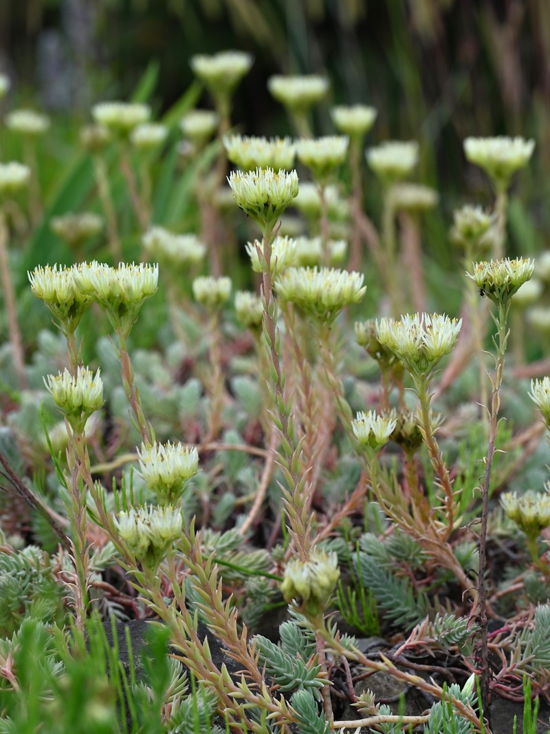European Stonecrop photo 6