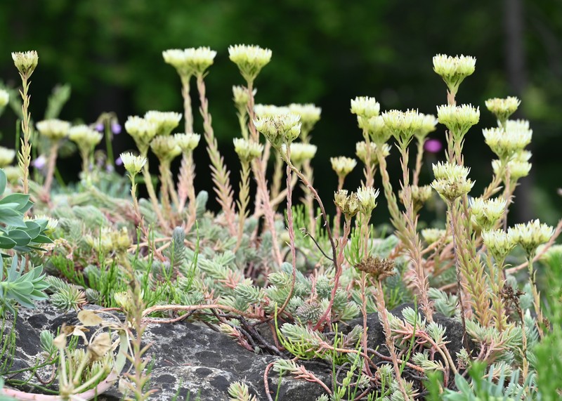 European Stonecrop photo 7