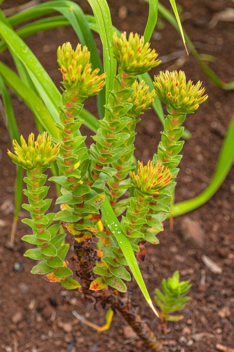 European Stonecrop photo 8
