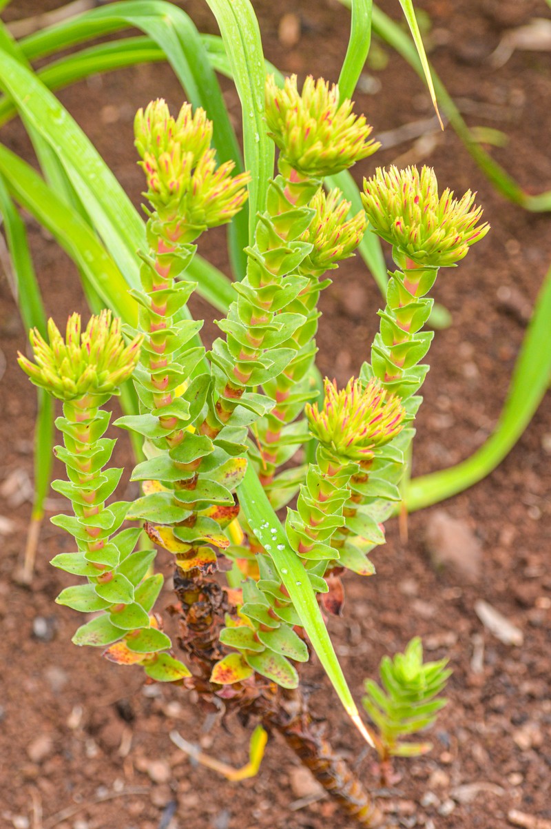 European Stonecrop photo 9