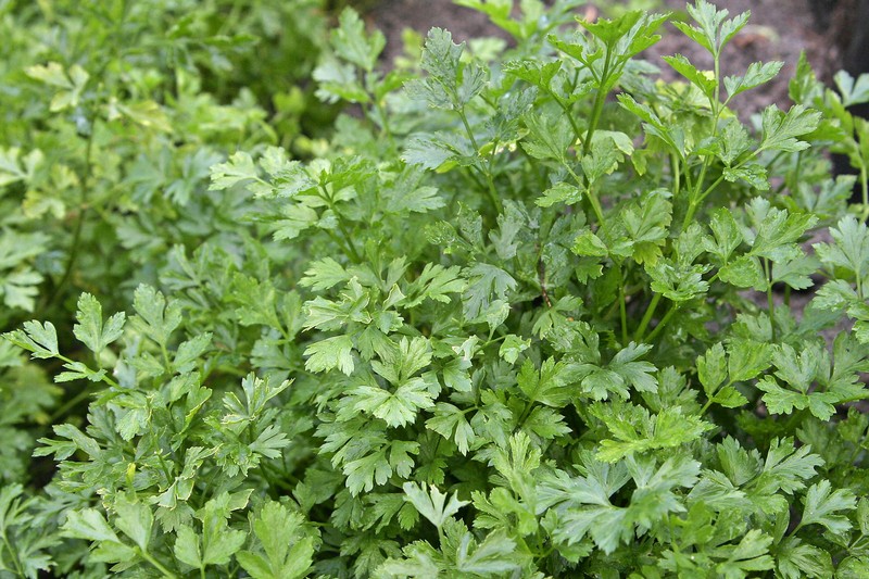 Parsley photo 2