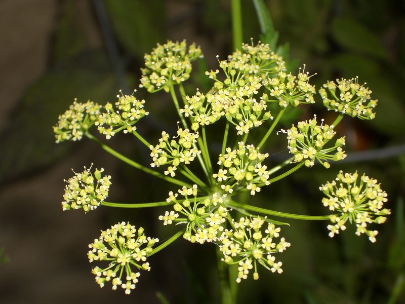 Parsley photo 3