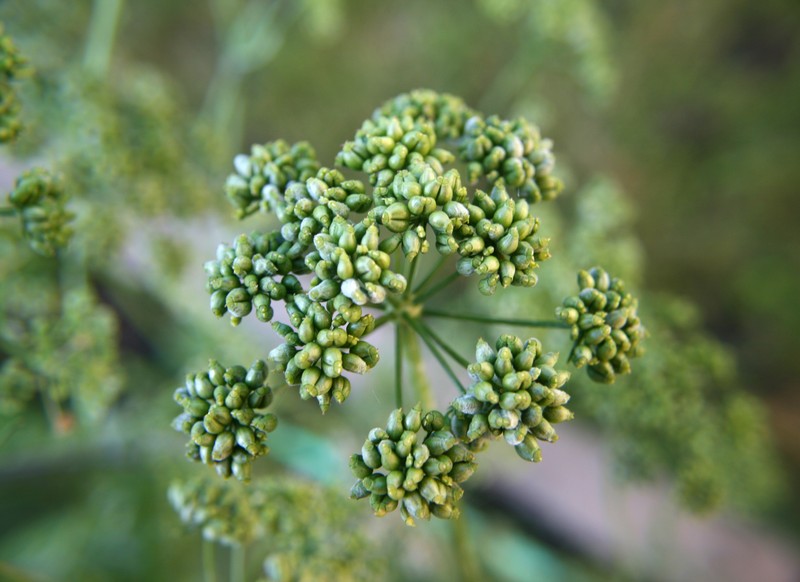 Parsley photo 4