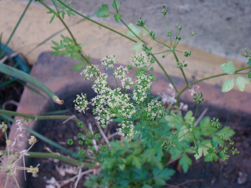 Parsley photo 5
