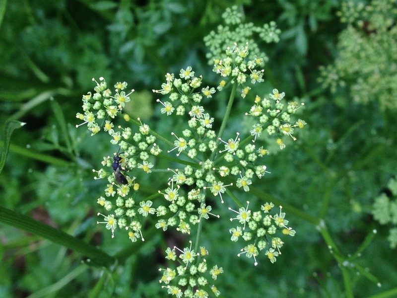 Parsley photo 6