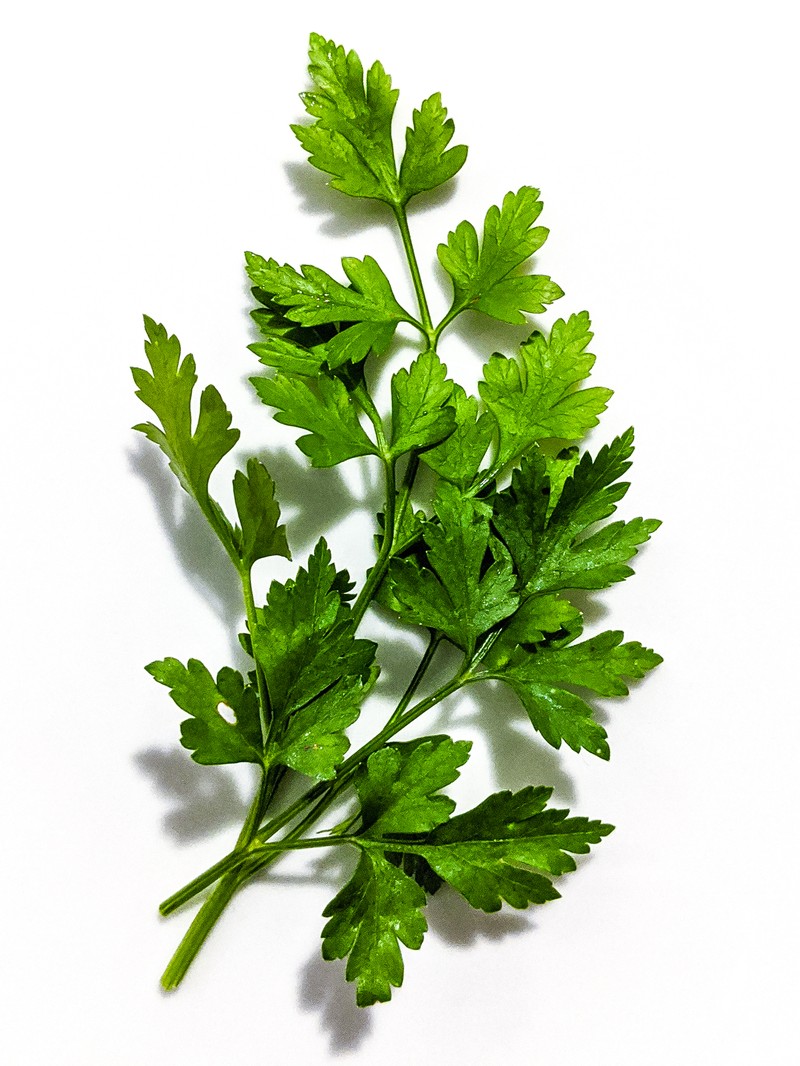 Parsley photo 7