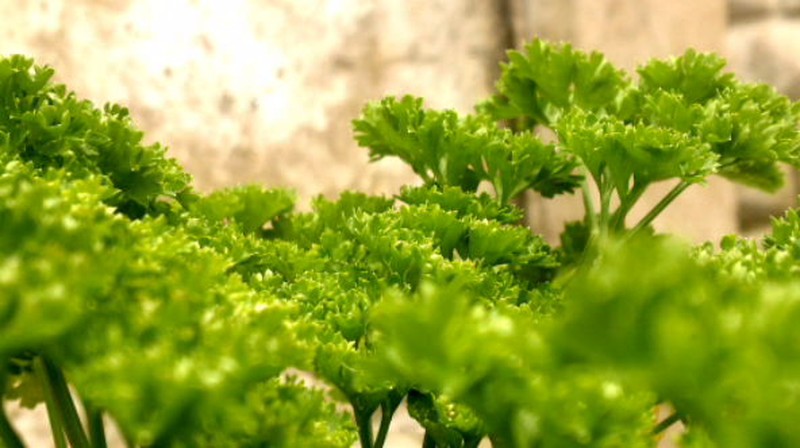 Parsley photo 8