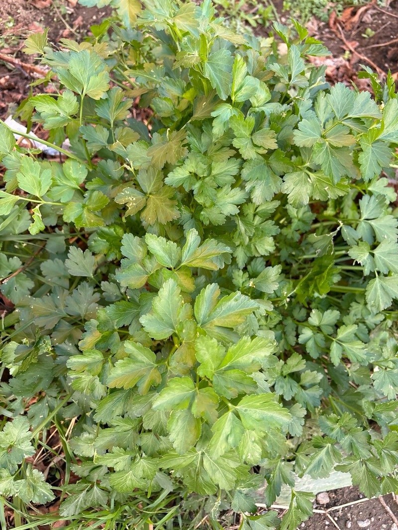Petroselinum crispum subsp. crispum photo 2