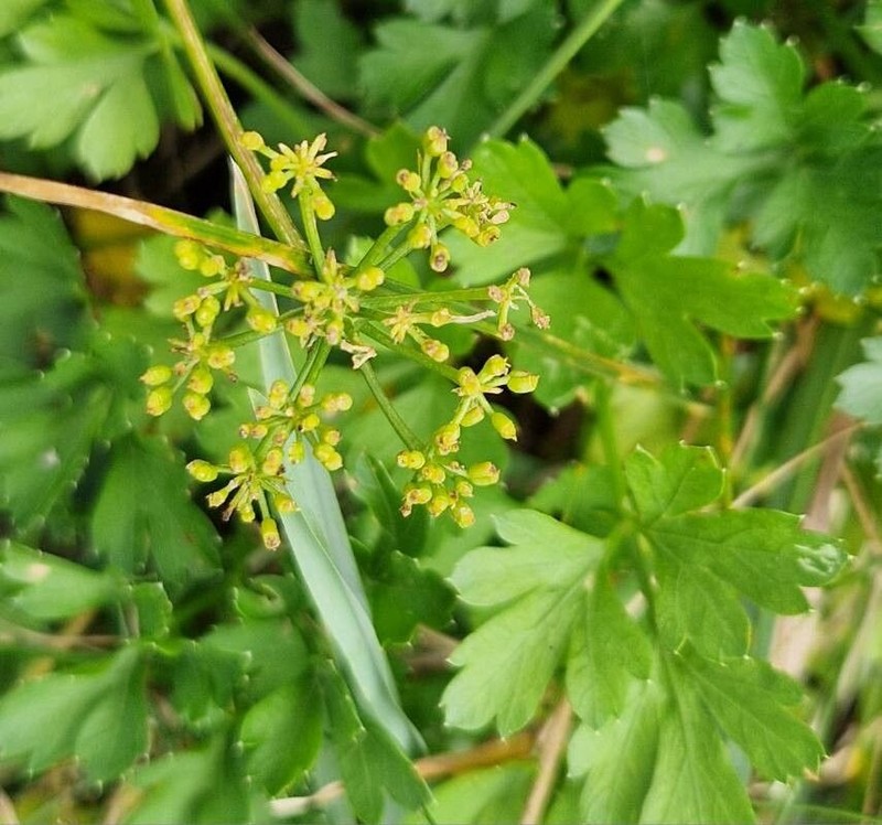 Petroselinum crispum subsp. crispum photo 3