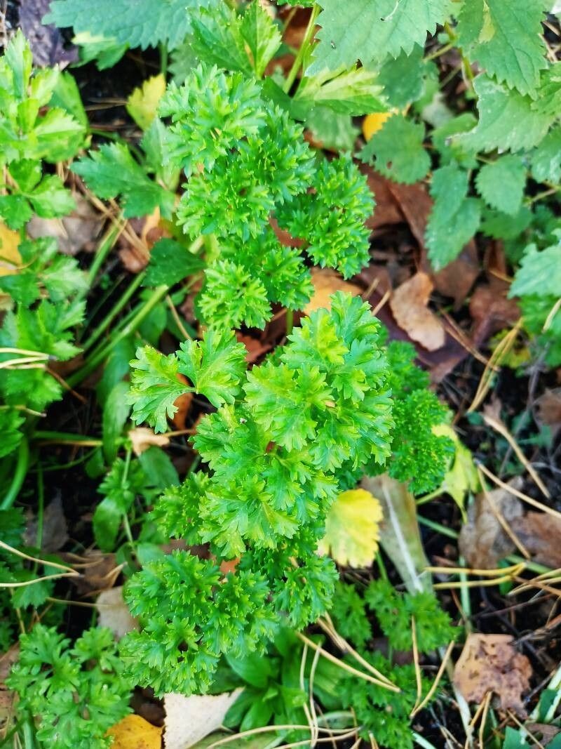 Petroselinum crispum subsp. crispum photo 4