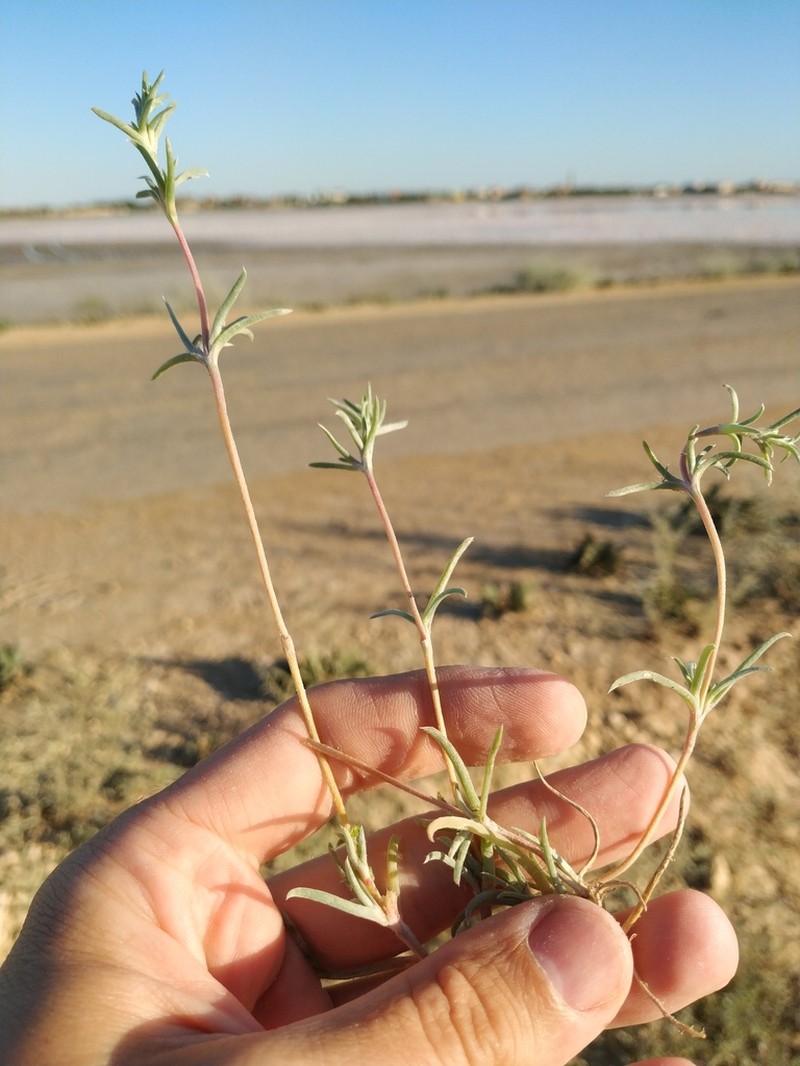 Petrosimonia brachiata