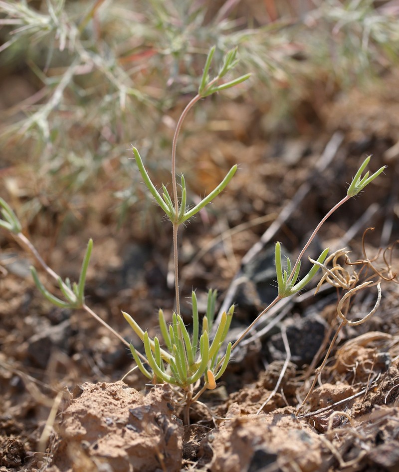 Petrosimonia brachiata photo 6