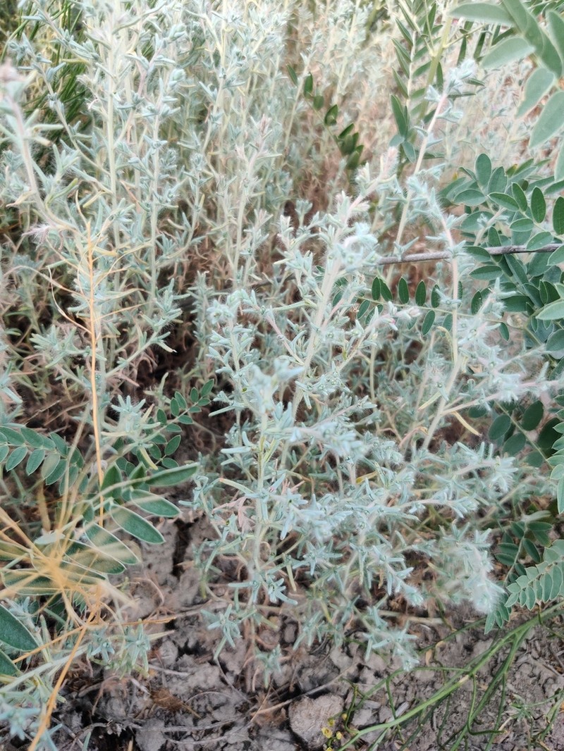 Petrosimonia brachiata photo 7