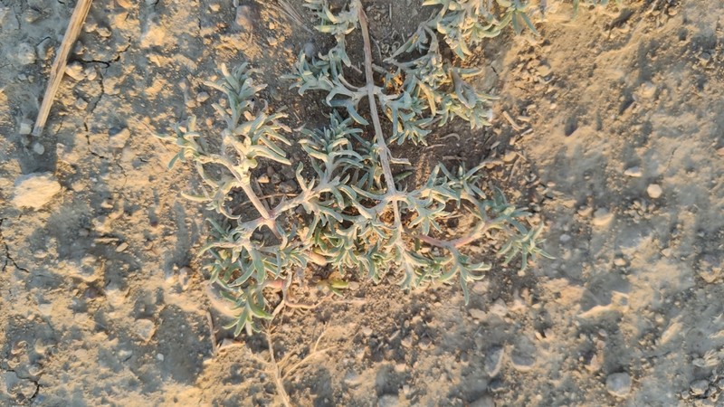 Petrosimonia brachiata photo 8
