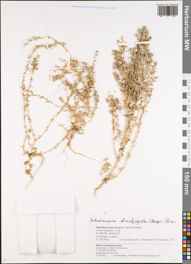 Petrosimonia brachyphylla