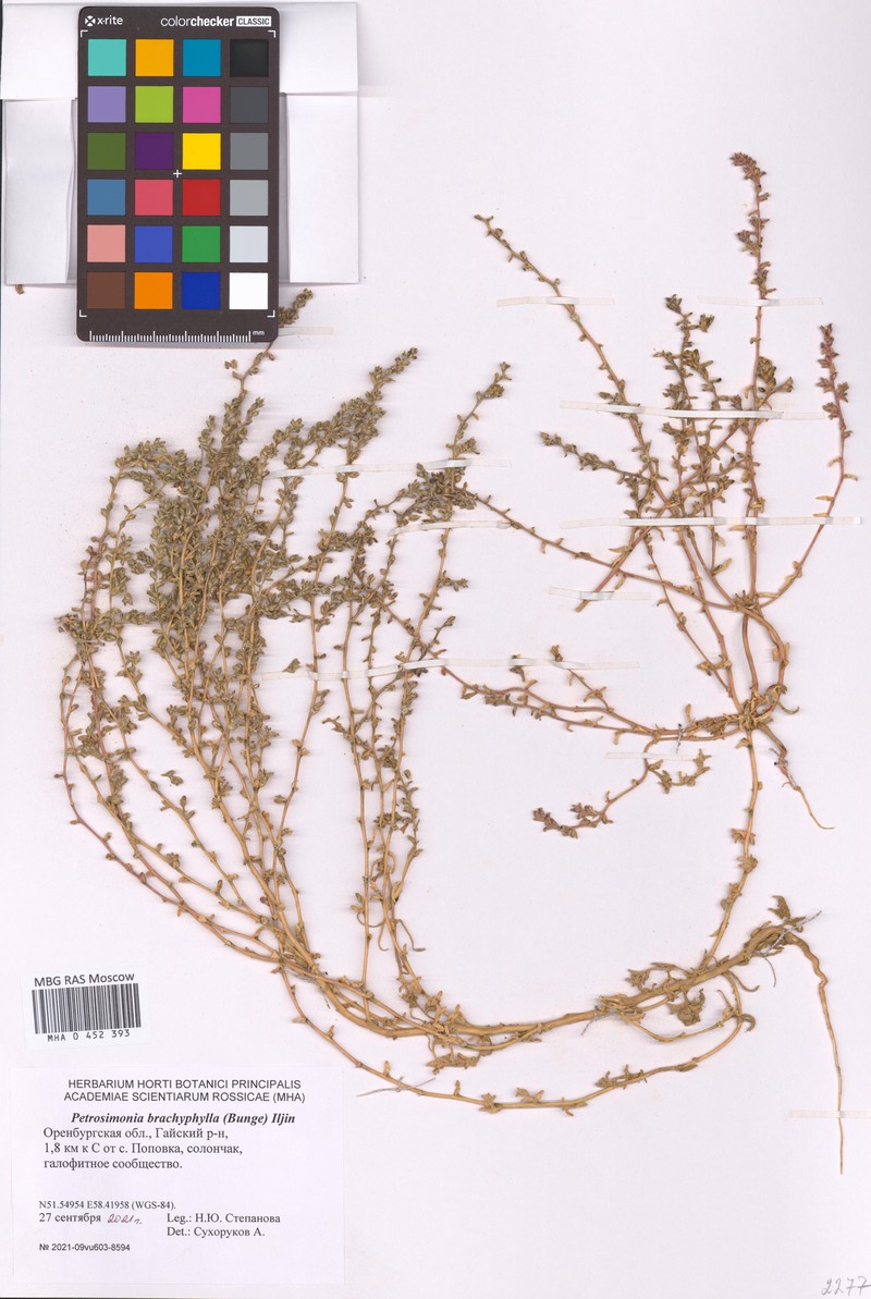 Petrosimonia brachyphylla photo 2