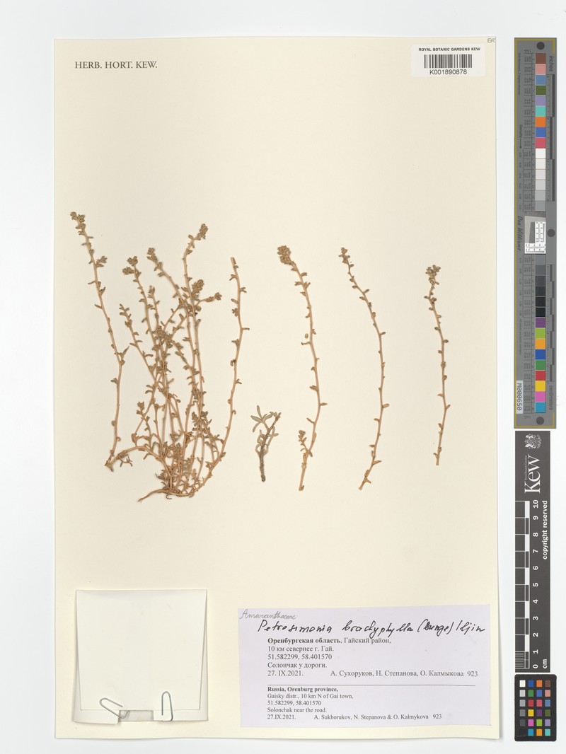 Petrosimonia brachyphylla photo 3