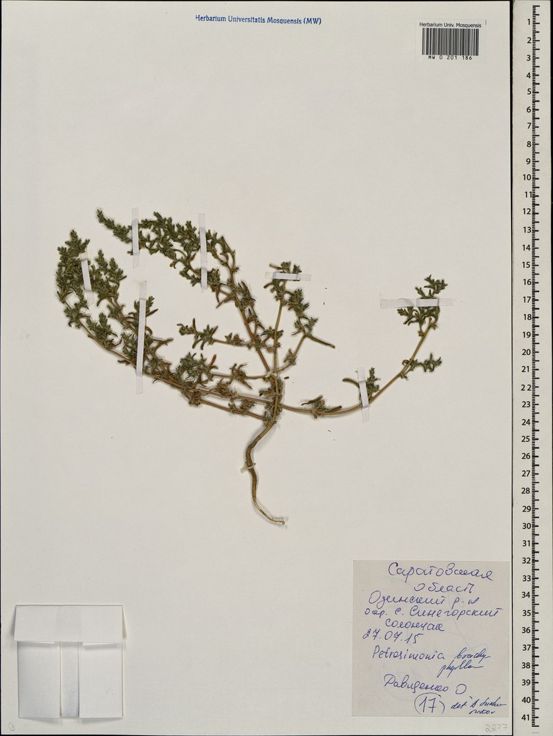 Petrosimonia brachyphylla photo 4