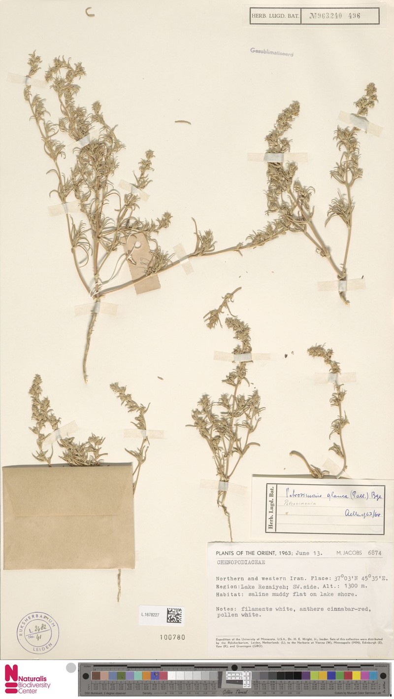 Petrosimonia glauca photo 2