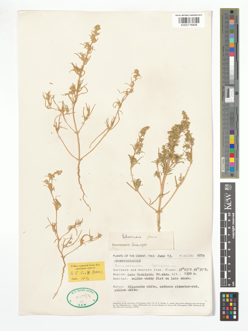 Petrosimonia glauca photo 3