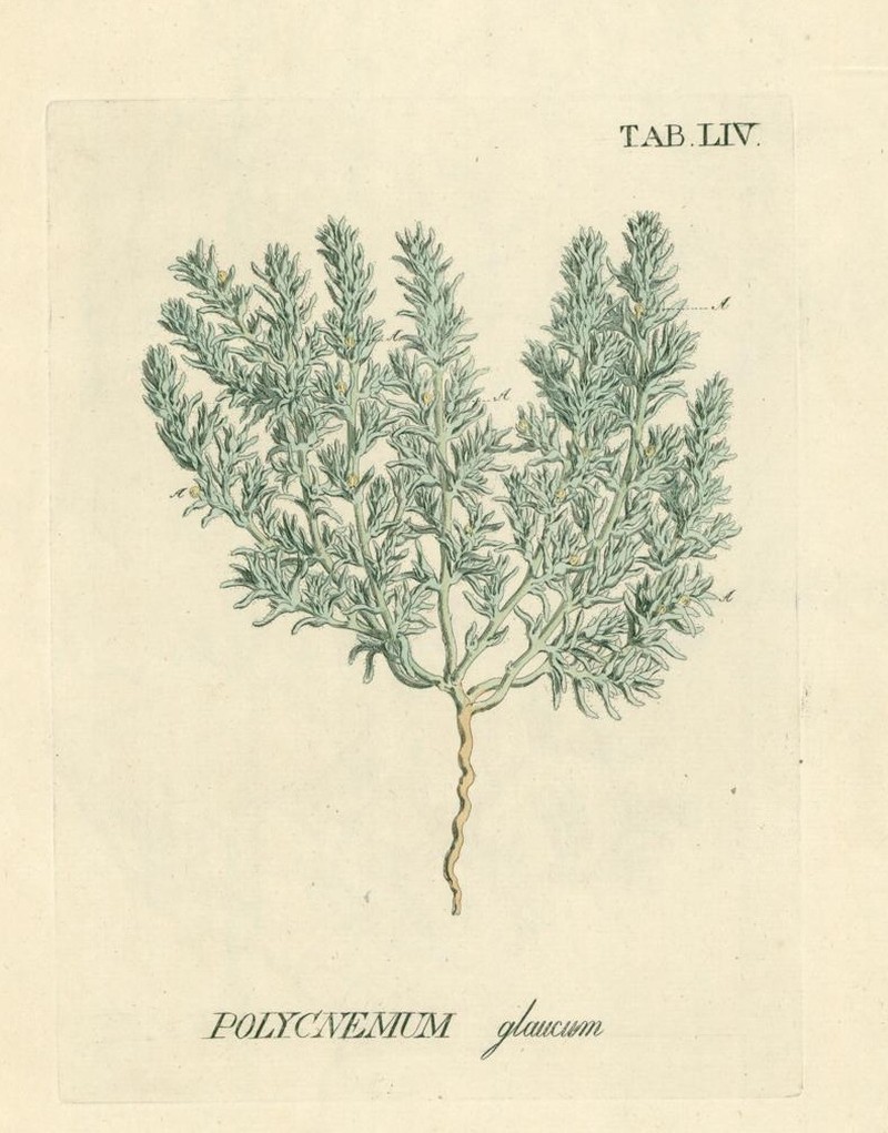Petrosimonia glauca