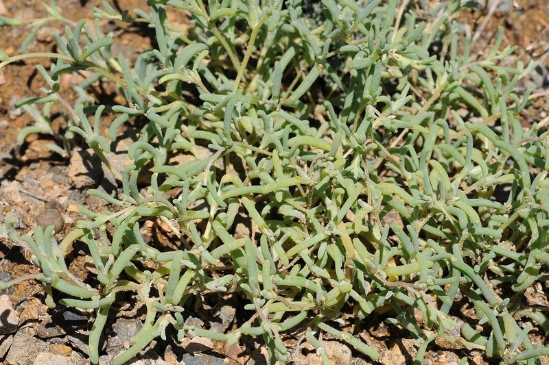Petrosimonia glaucescens photo 3