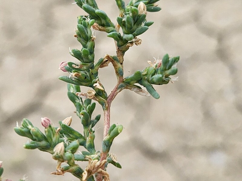 Petrosimonia glaucescens photo 4