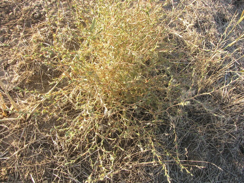 Petrosimonia glaucescens photo 6