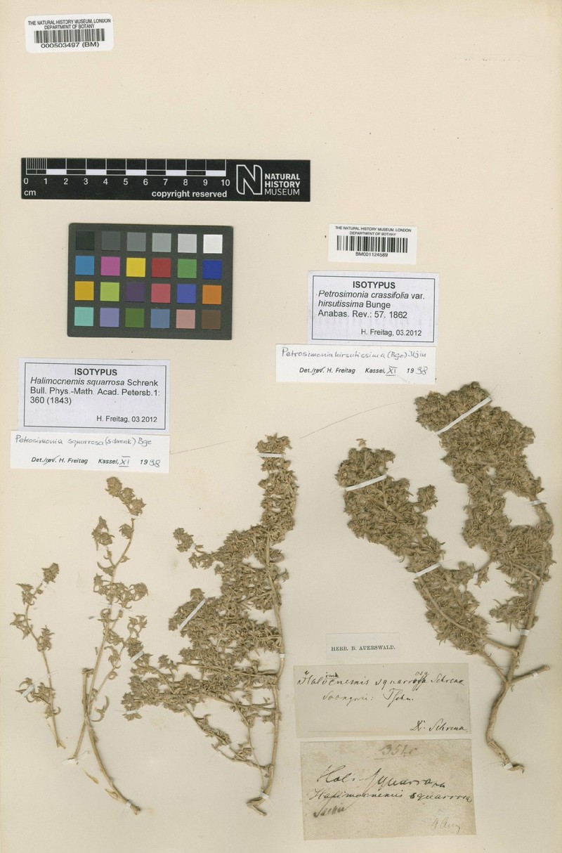 Petrosimonia hirsutissima
