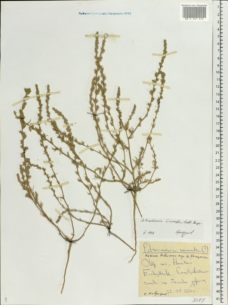 Petrosimonia monandra photo 8