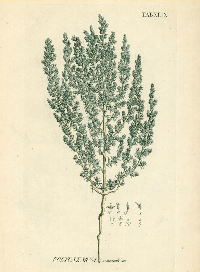 Petrosimonia monandra