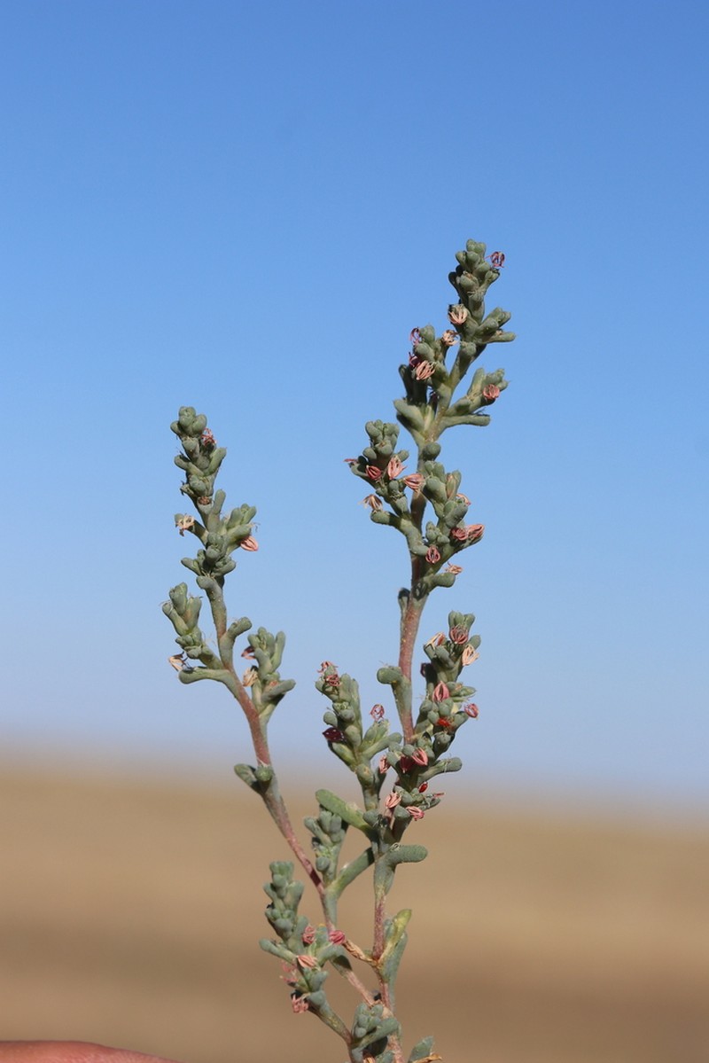 Petrosimonia oppositifolia