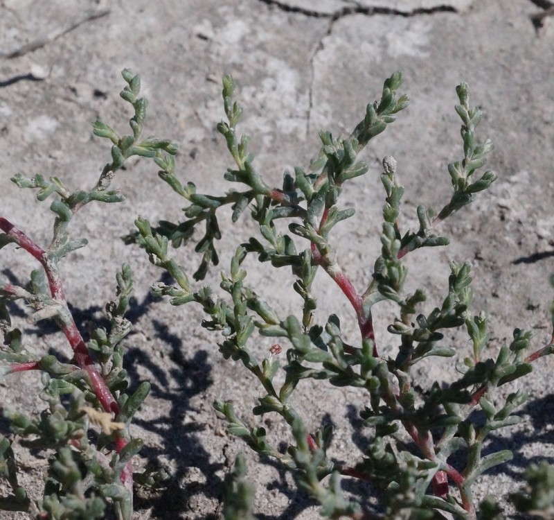 Petrosimonia oppositifolia photo 2