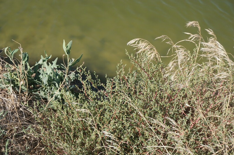 Petrosimonia oppositifolia photo 3