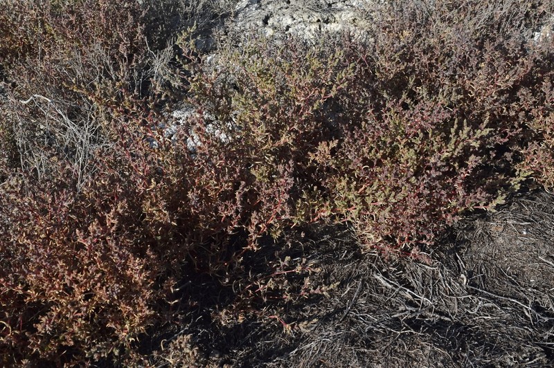 Petrosimonia oppositifolia photo 4