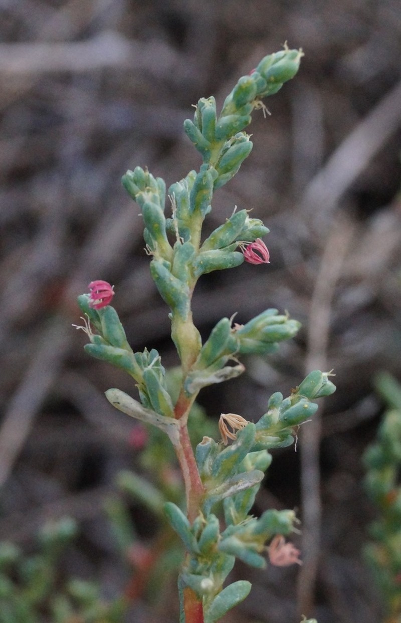 Petrosimonia oppositifolia photo 5
