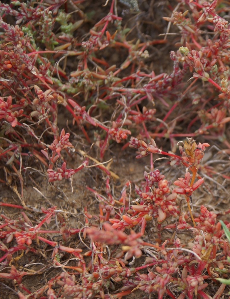 Petrosimonia oppositifolia photo 6