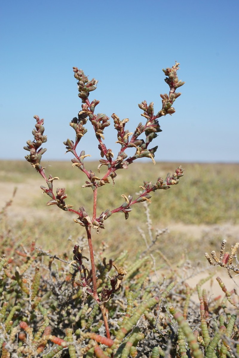 Petrosimonia oppositifolia photo 7