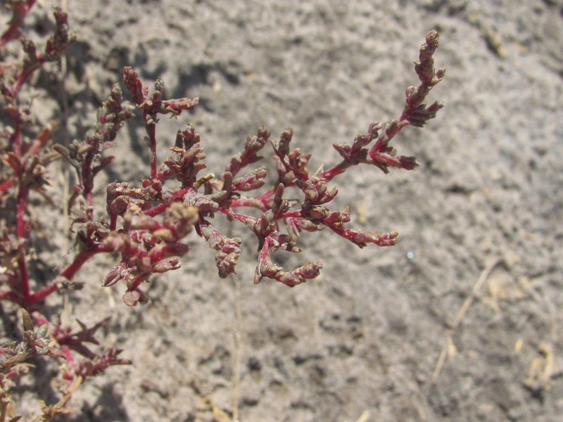 Petrosimonia oppositifolia photo 8