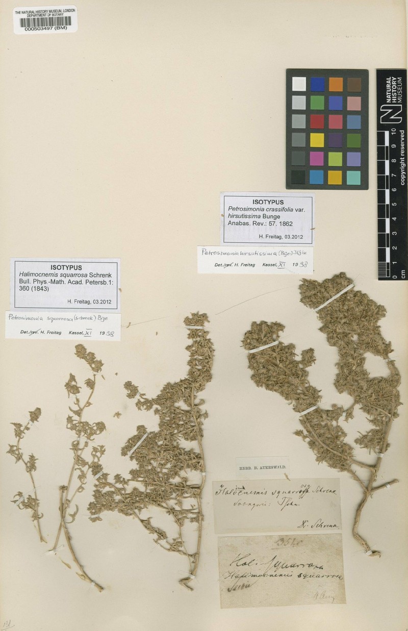 Petrosimonia squarrosa