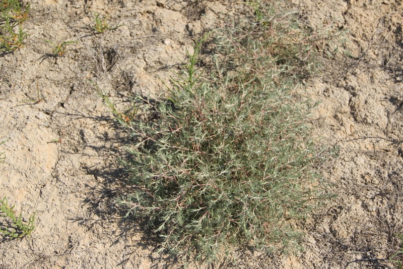 Petrosimonia triandra