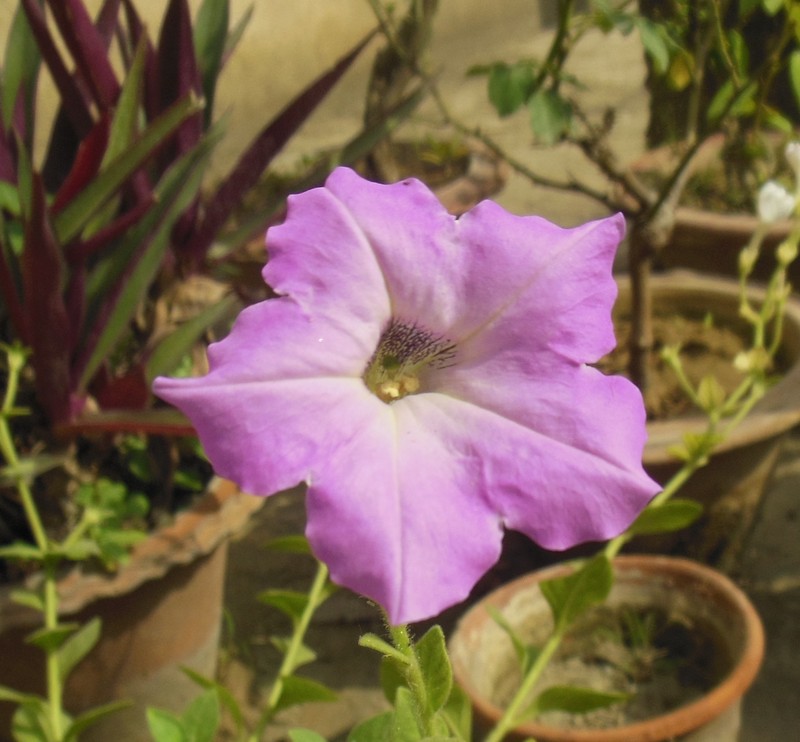 Large White Petunia photo 2