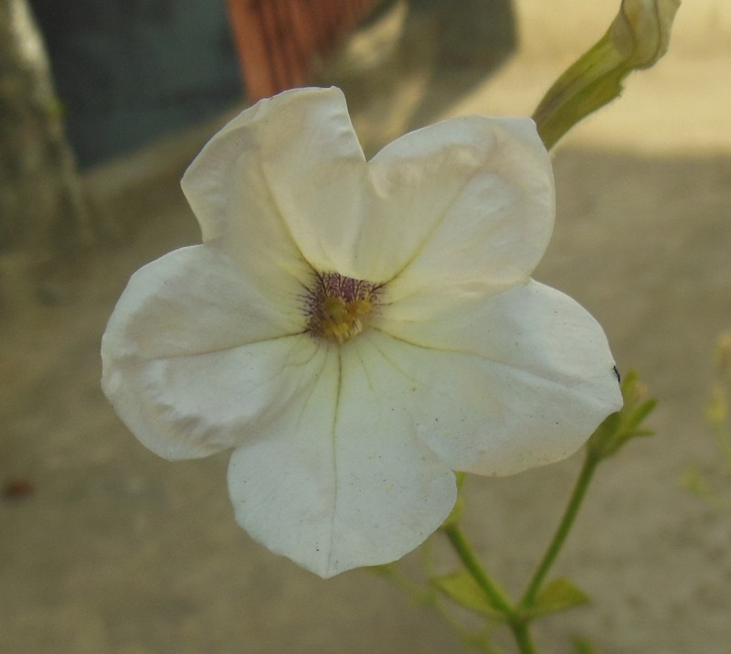 Large White Petunia photo 3