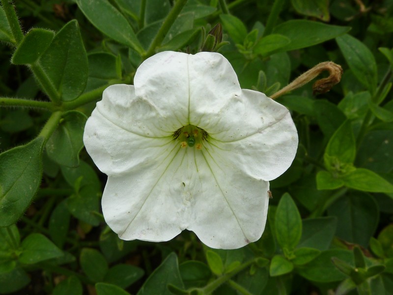 Large White Petunia
