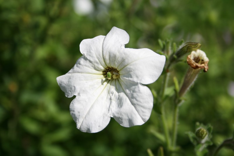 Large White Petunia photo 4