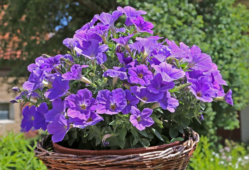 Petunia photo 2