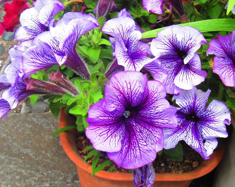 Petunia photo 3