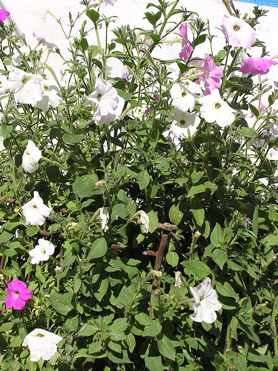 Large White Petunia photo 6